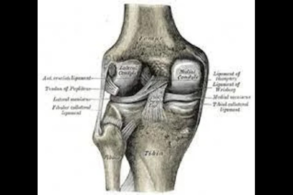 Knee Pain
