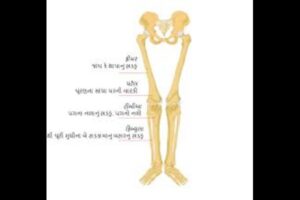 Ligaments: