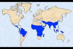 The Worldwide Affect of Malaria
