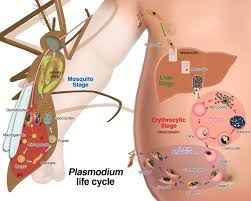 Malaria inside the current era