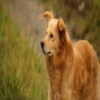 Can Dogs Get Malaria
