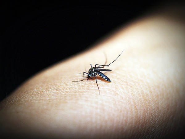 Sarasota Malaria Alert