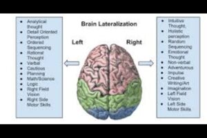 Left-Brained vs. Right-Brained