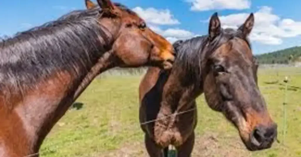 West Nile Virus in Horses